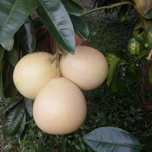 成熟的三红蜜柚