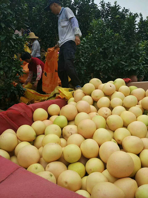 刚下树的三红蜜柚